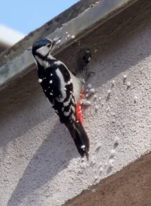 Great spotted woodpecker clinging under a roof edge and drilling a hole into a building's outside wall