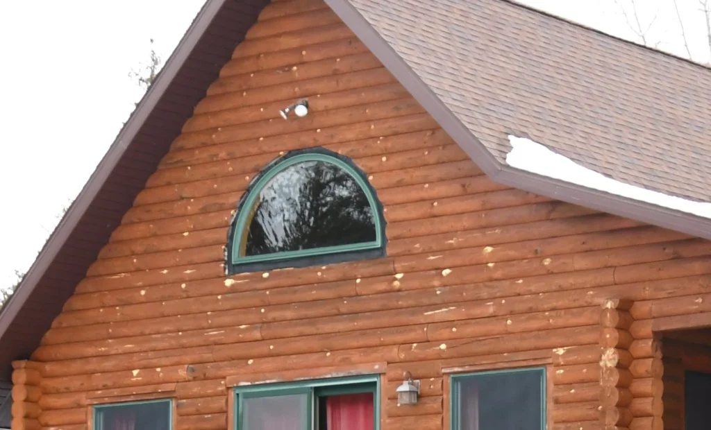 Dozens of pale woodpecker holes pecked into the log siding on a cabin gable